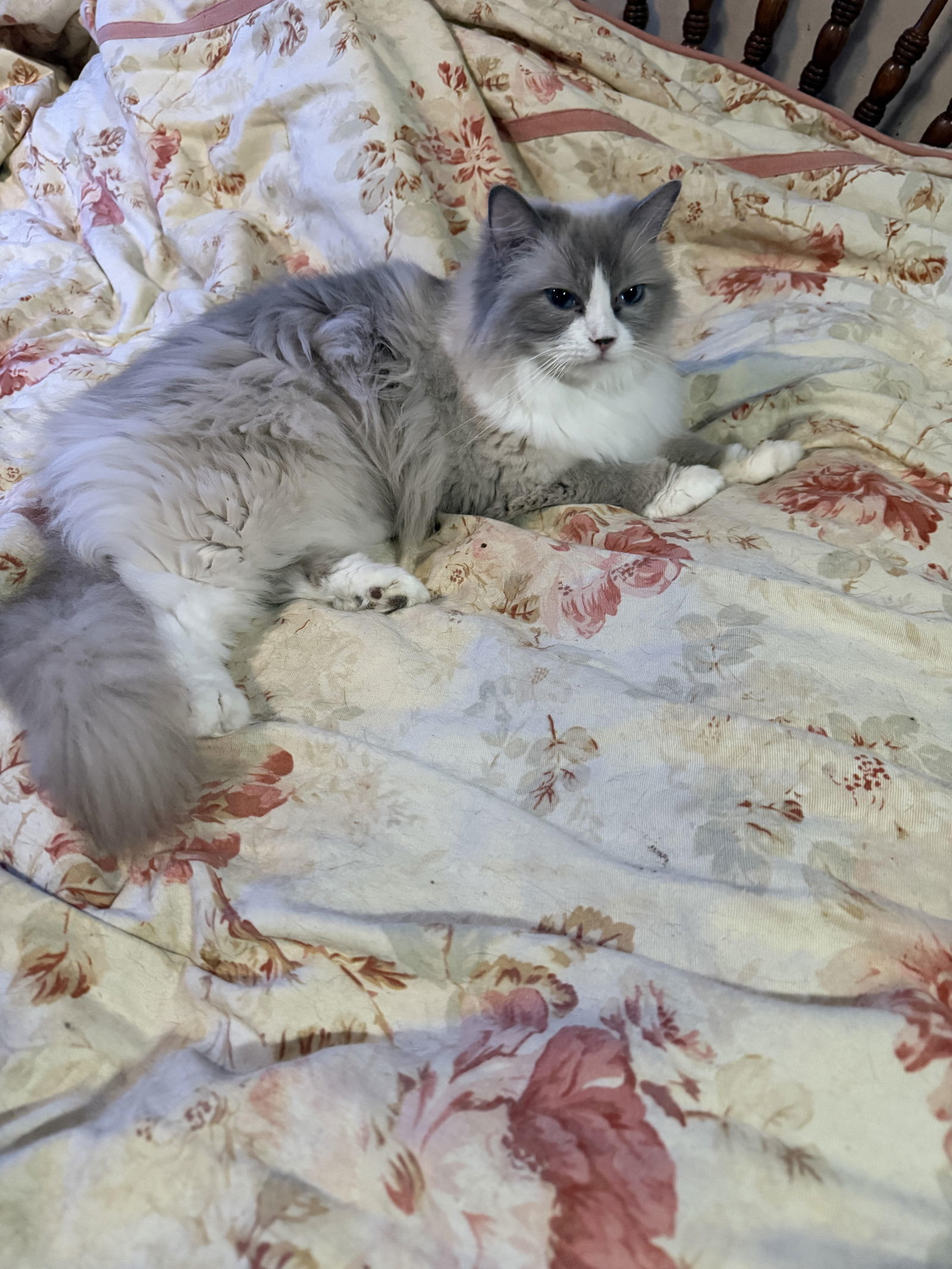 PIXIE, an adoptable Siamese, Ragdoll in Northfield, OH, 44056 | Photo Image 1