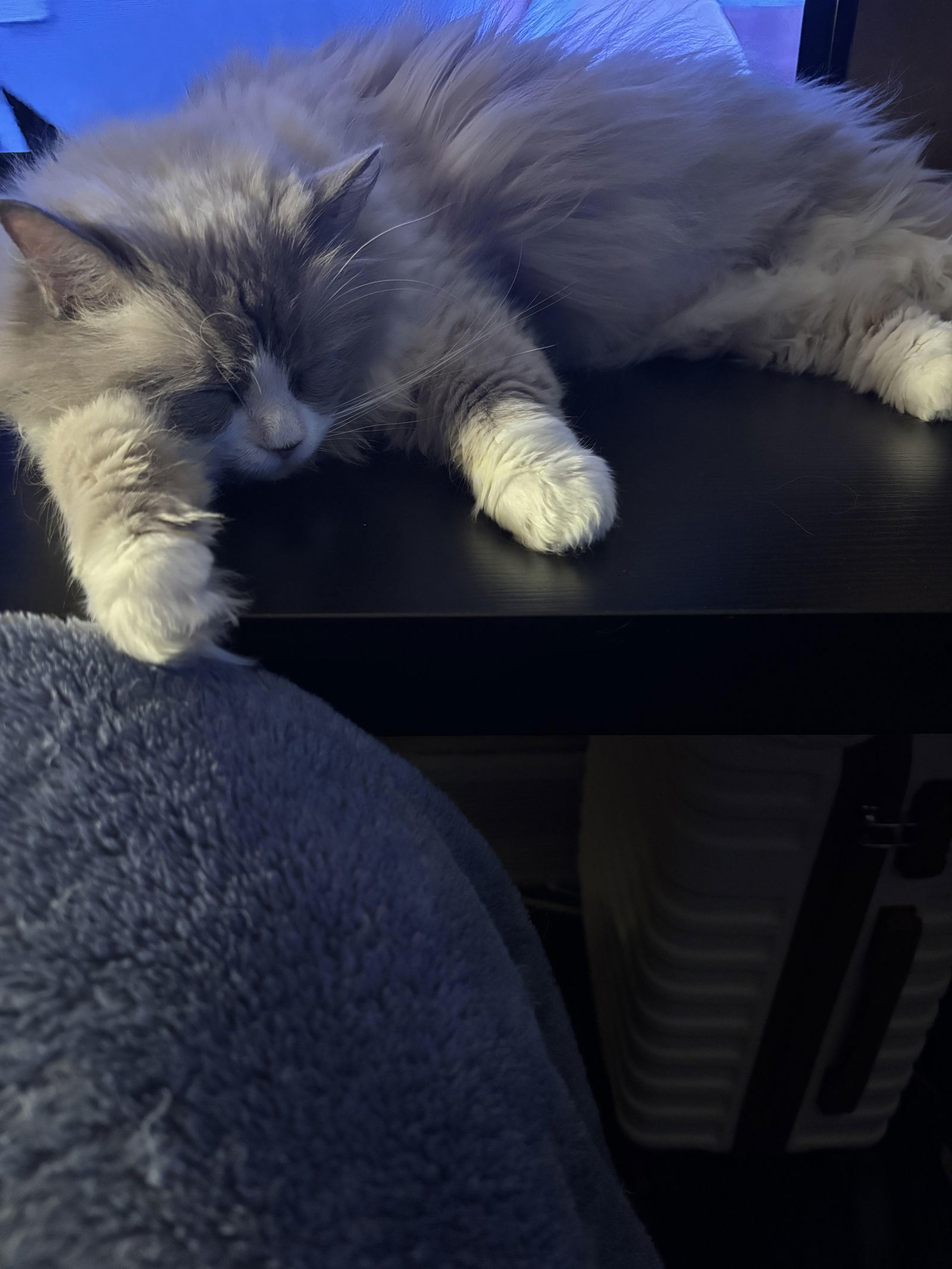 PIXIE, an adoptable Siamese, Ragdoll in Northfield, OH, 44056 | Photo Image 2