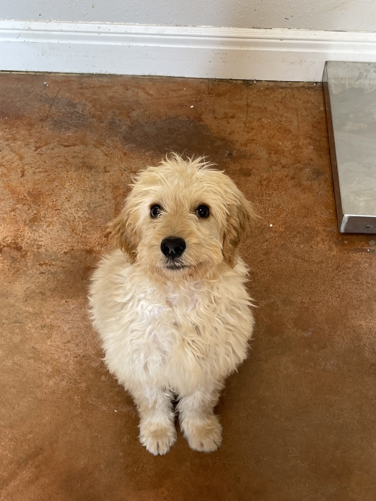 Buckley