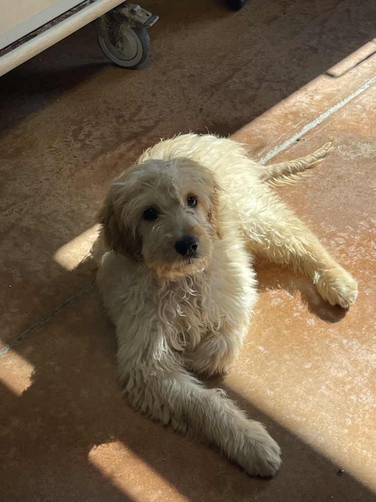 Buckley