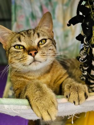 Tawny, Adult Male Tabby
