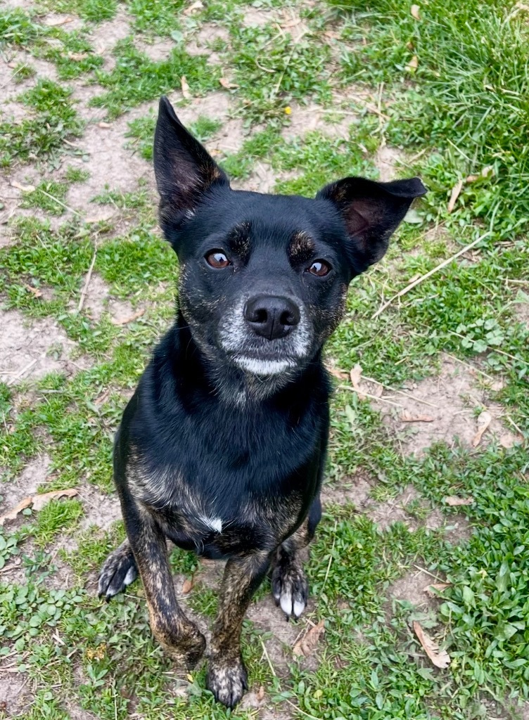 Scout