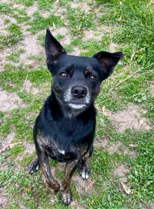 Scout, Adult Male Chihuahua