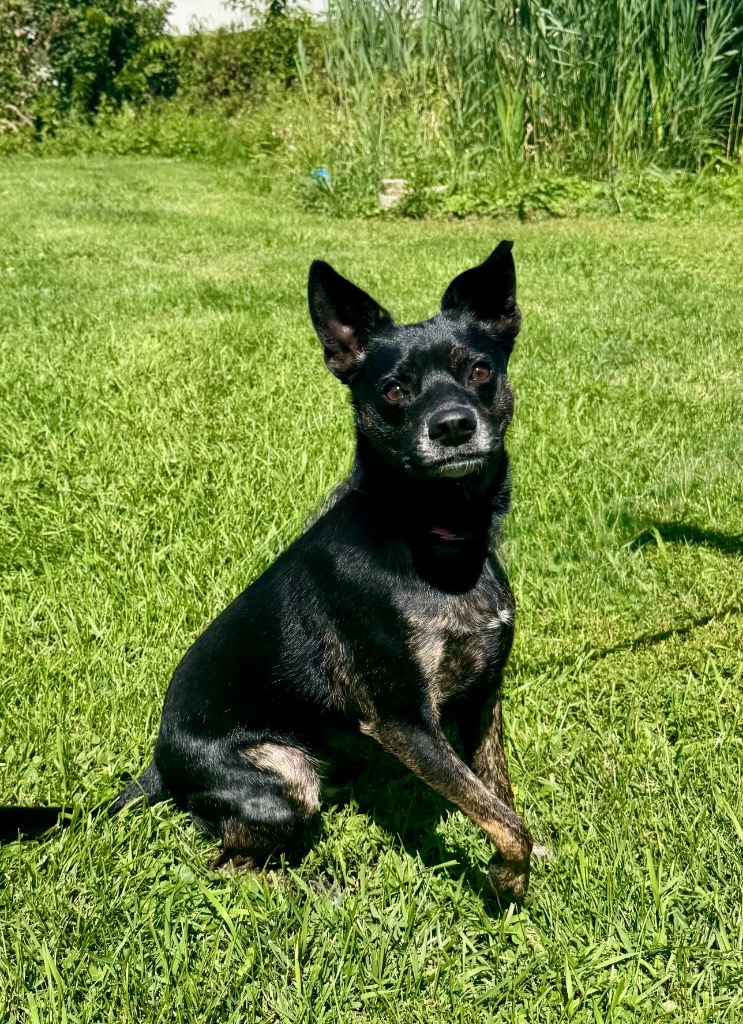 Scout
