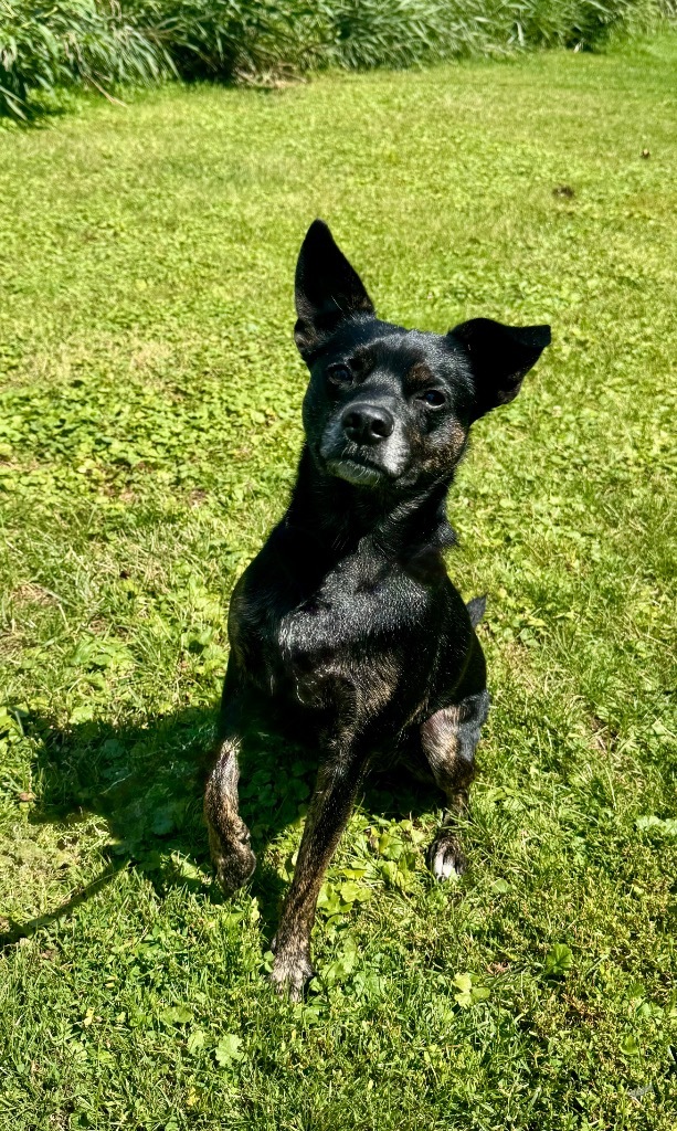 Scout
