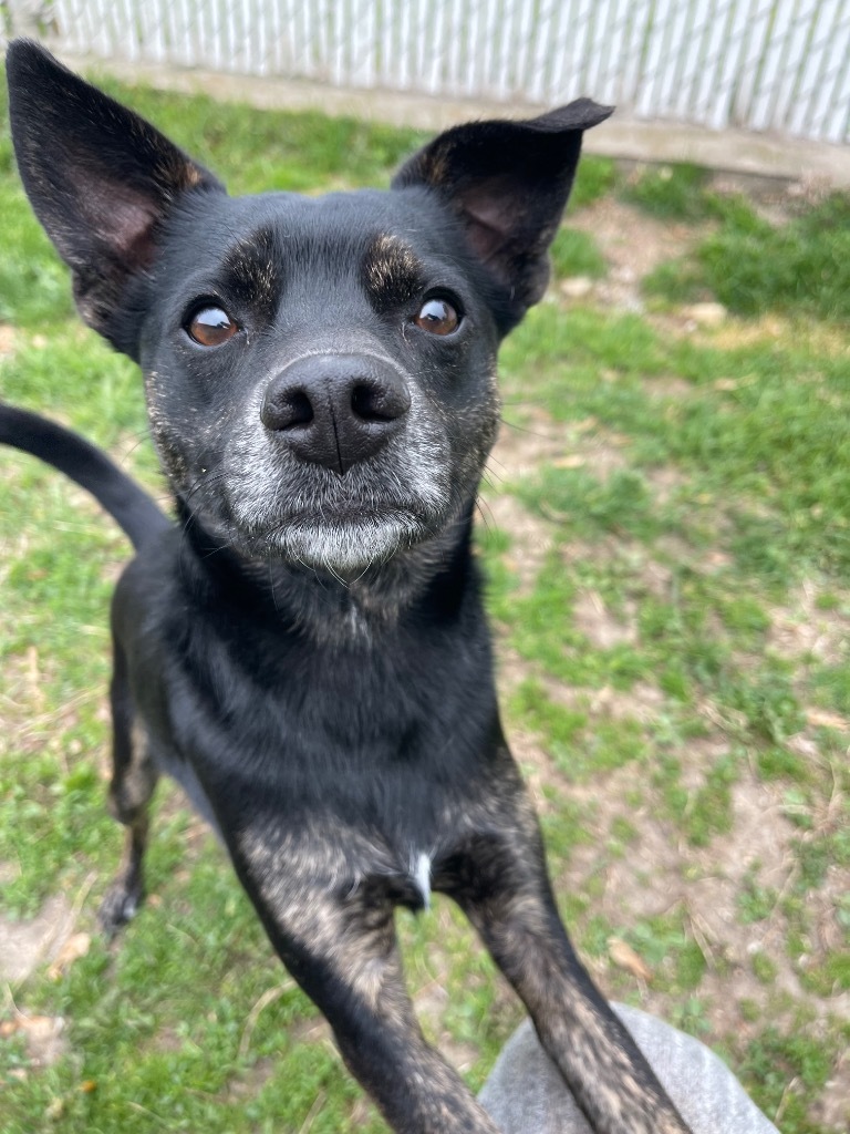 Scout