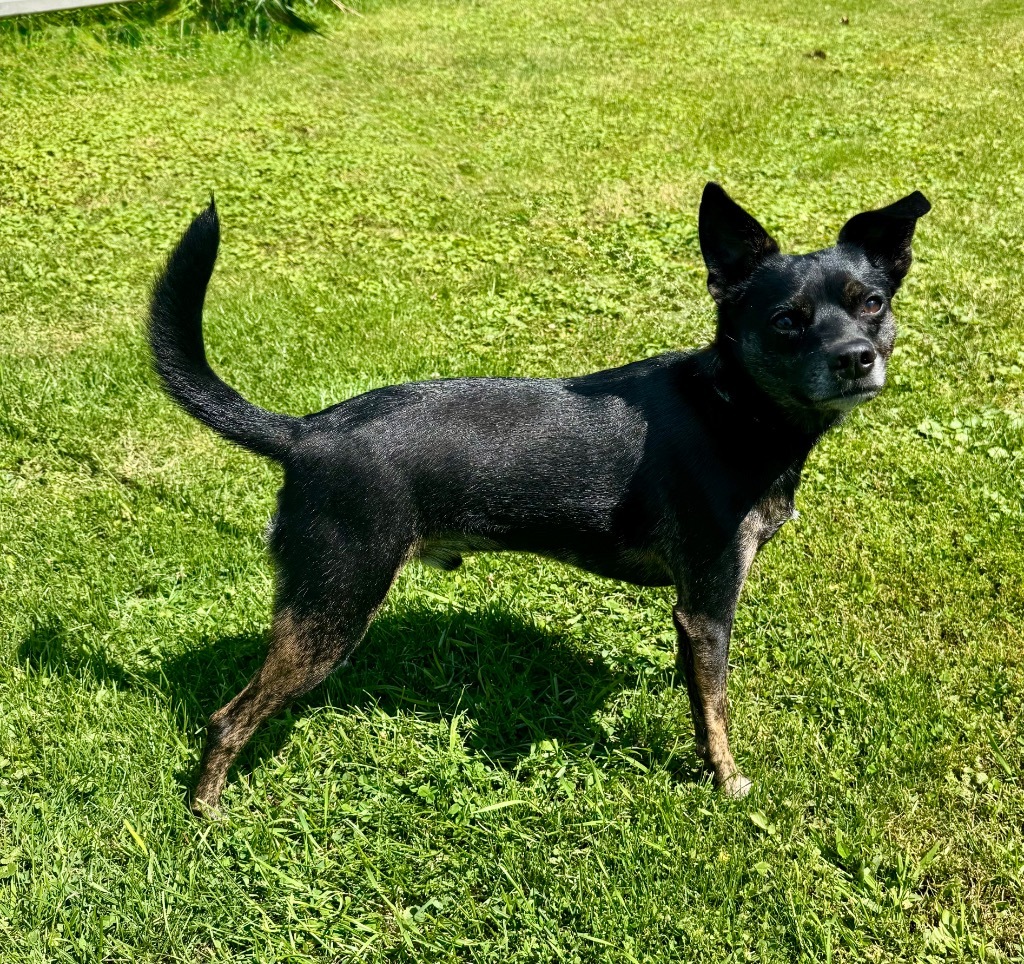 Scout