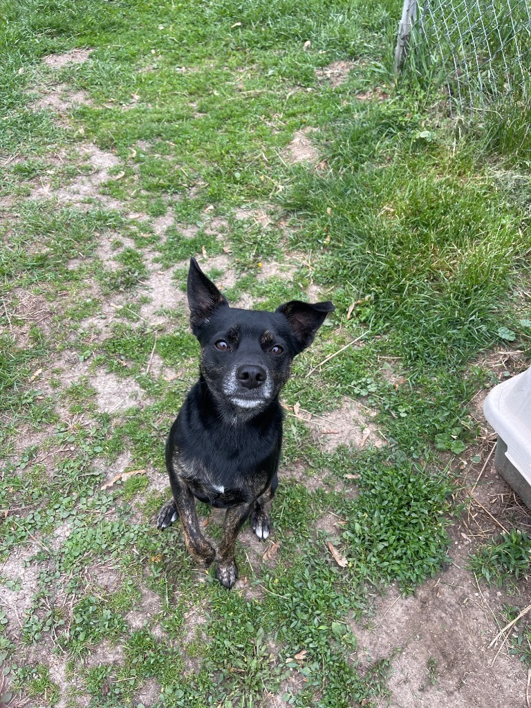 Scout