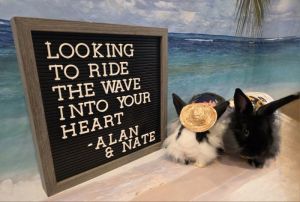 Nate, Young Male Lionhead