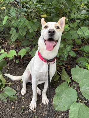Birthdate 03262024 Breed One of a kind Weight 50 lbs Meet Taffy Like her namesake candy Taffy