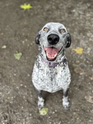 Birthdate 11132021 Breed One of a kind Weight 77 lbs Meet Cookie the adorable canine confectio