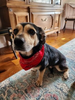 Meet Gibbs AKA Barry Gibbs a very sweet lap dog who wants to snuggle hug and nap with you in