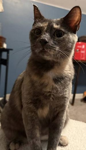 Kim K, Adult Female Domestic Short Hair