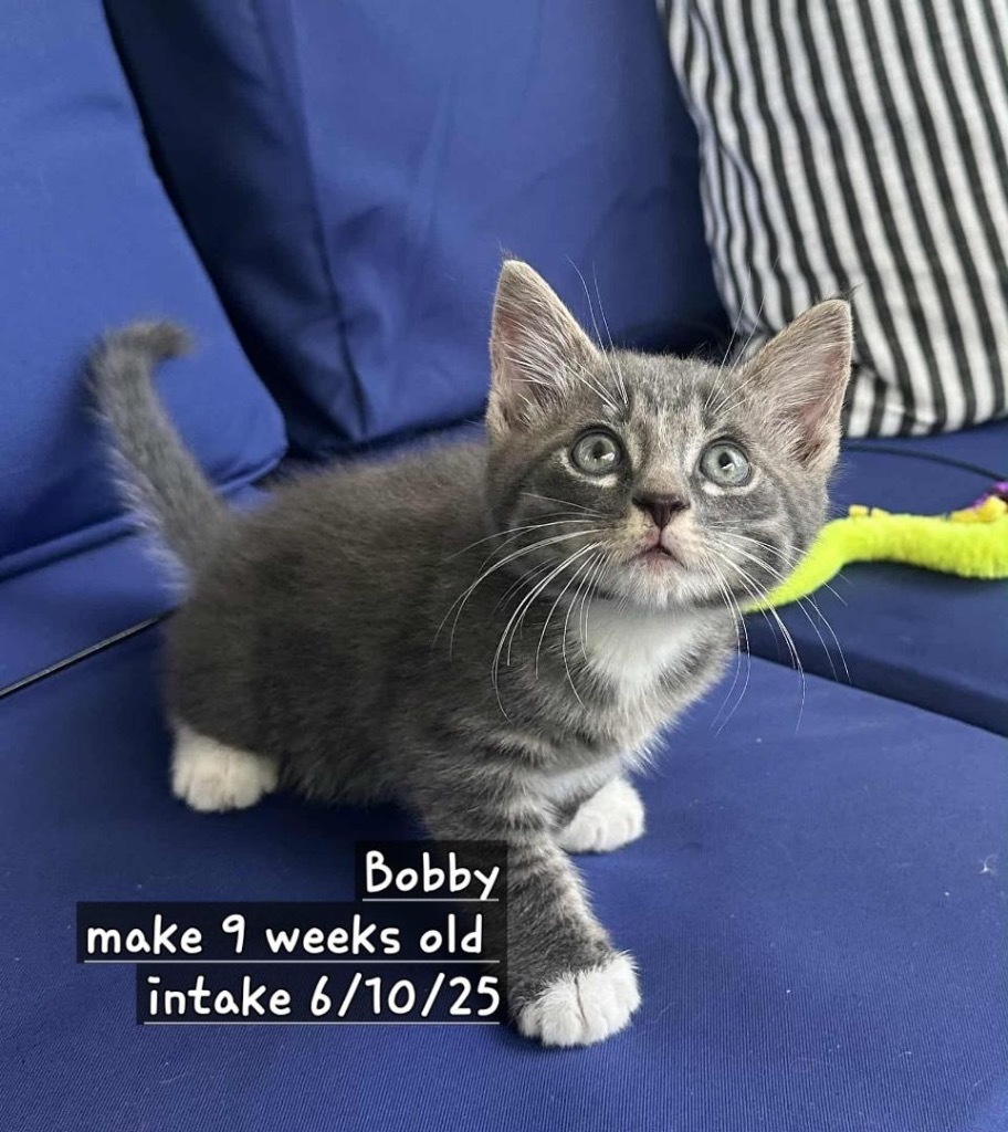Bobby