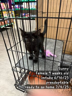 Sunny, Baby Female unknown