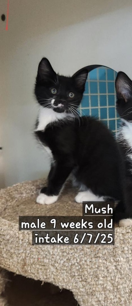 Mush