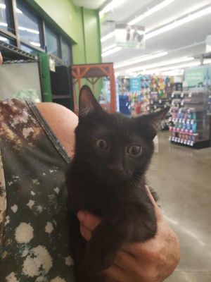 Twilight, Baby Male unknown