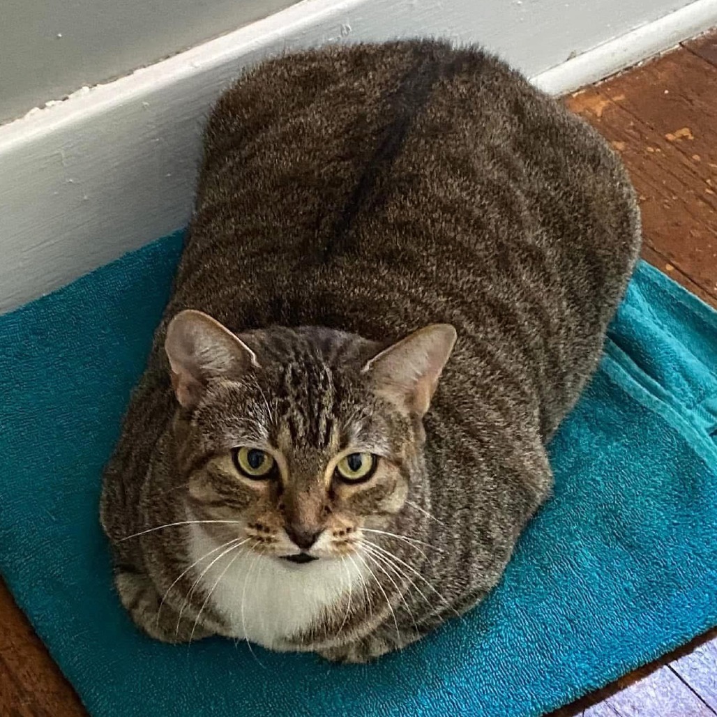 Olive, an adoptable Domestic Short Hair in Wichita, KS, 67208 | Photo Image 1