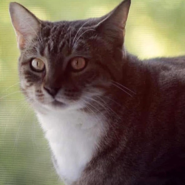 Olive, an adoptable Domestic Short Hair in Wichita, KS, 67208 | Photo Image 2