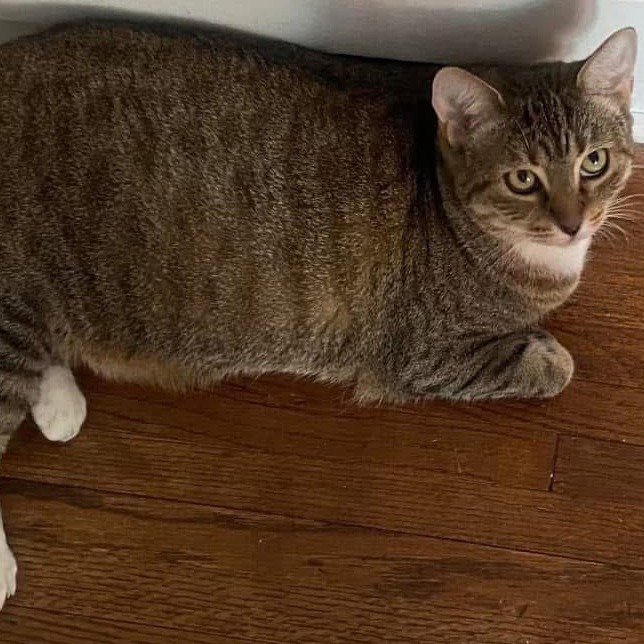 Olive, an adoptable Domestic Short Hair in Wichita, KS, 67208 | Photo Image 3