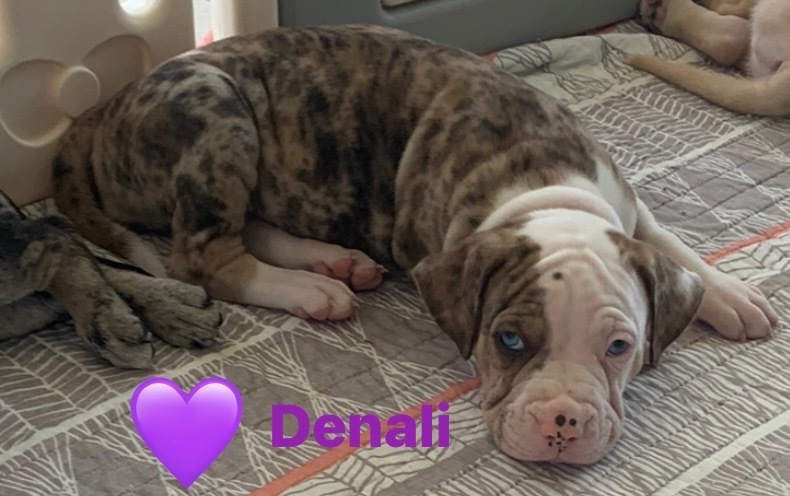 Denali
