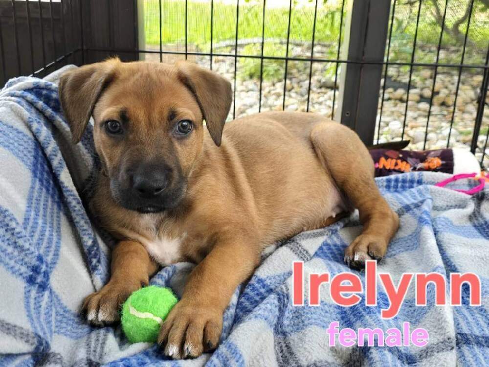 Irelynn - Fallon