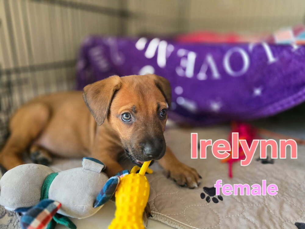 Irelynn - Fallon