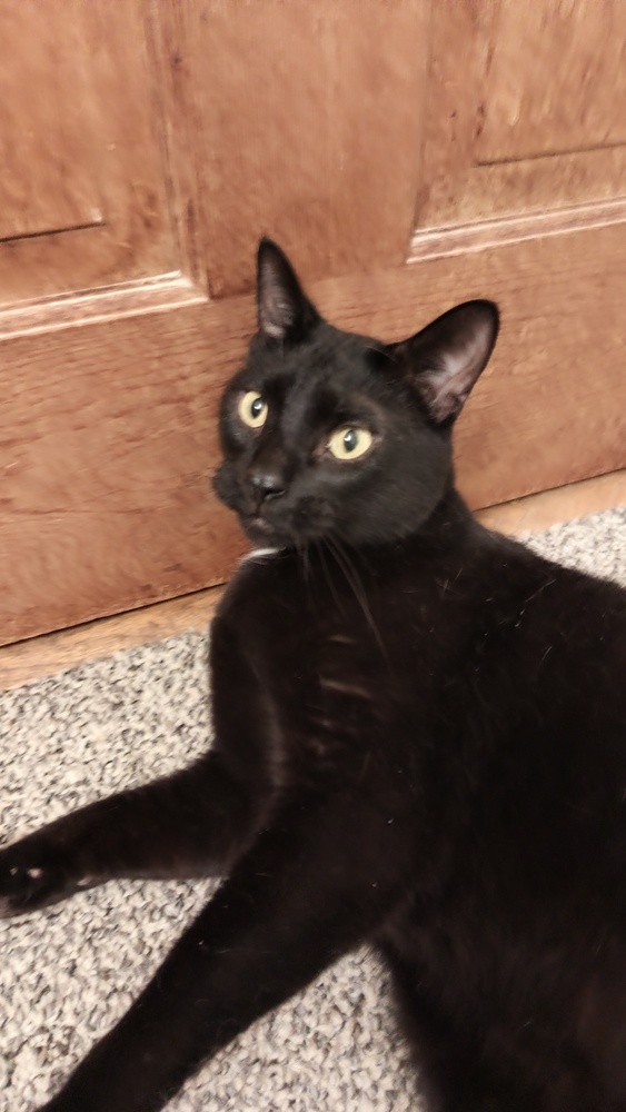 Panther
