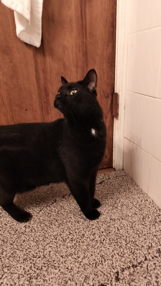 Panther