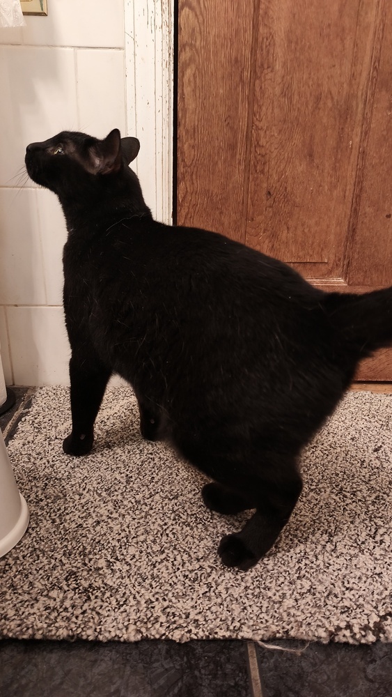 Panther
