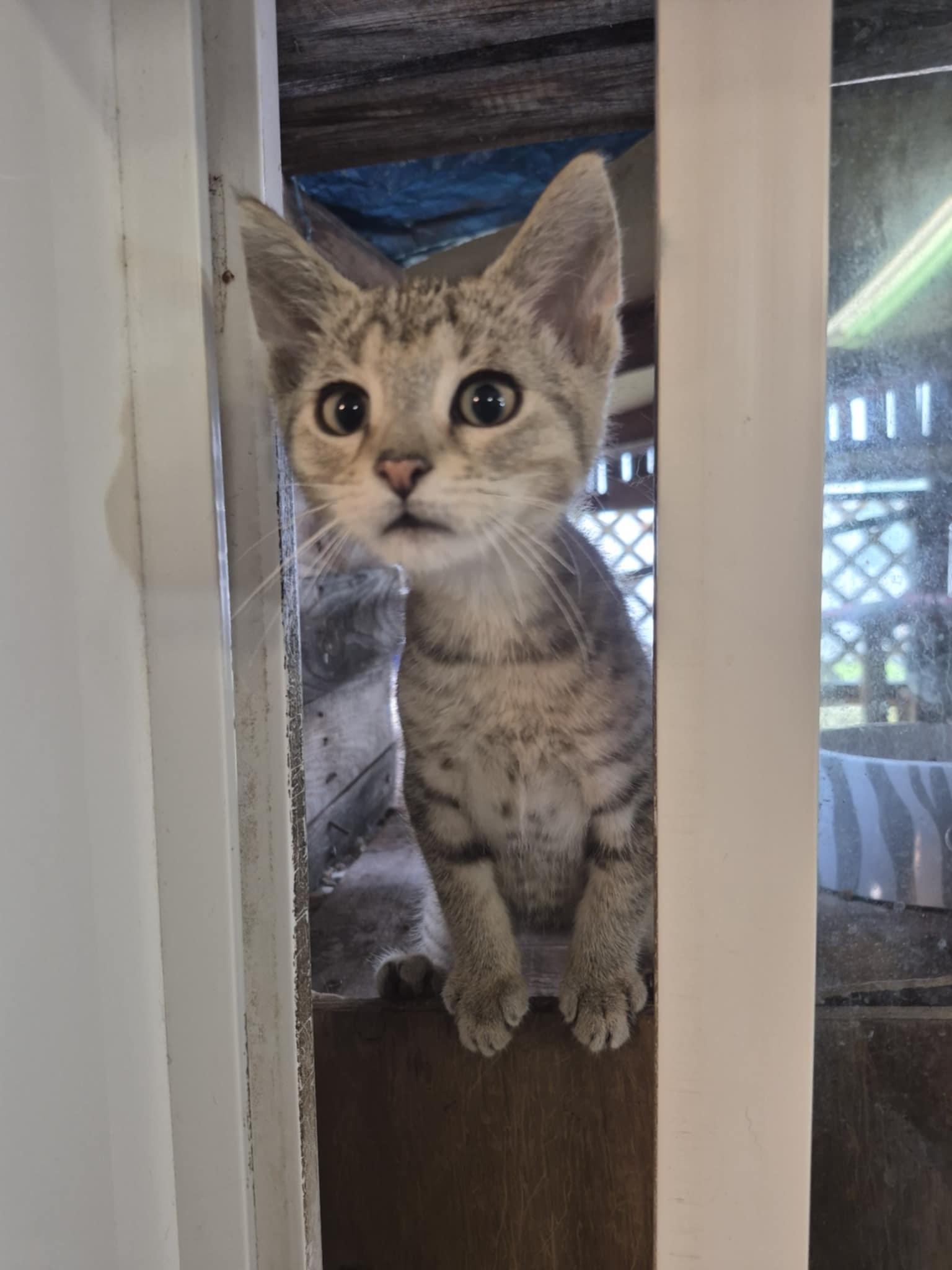 Sir Mix-a-Lot, an adoptable Domestic Short Hair in Steinbach, MB, R5G 2B2 | Photo Image 2