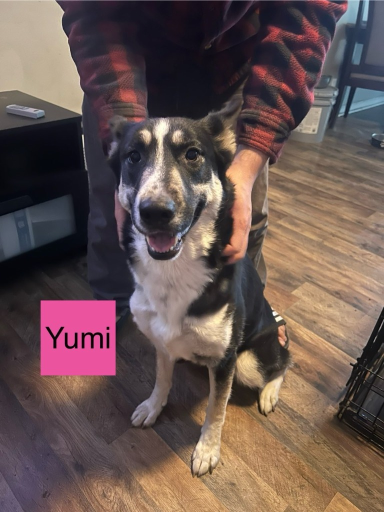 Yumi