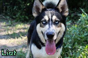 Liat, Adult Male German Shepherd Dog