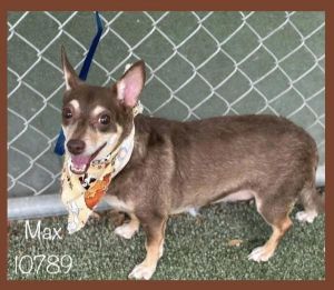 Primary Color Brown Secondary Color Tan Weight 14lbs Age 5yrs 0mths 0wks Animal has been Neutere