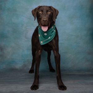 Dewey, Baby Male Labrador Retriever
