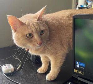 Meet Penny This sweet and social girl is the total package-affectionate friendly and full of char