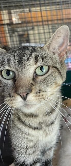 April, Young Female Domestic Short Hair