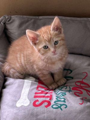 Thor YOUNG MALE, Young Male Domestic Short Hair
