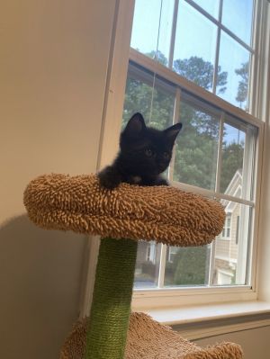 Finch, Baby Male Domestic Short Hair