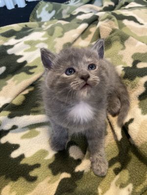 sib Allygator finch hippoThis is a stunning litter of kittens - Allygator Finch Hippo and Meep