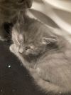 Meep photo 2