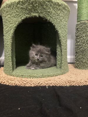 sib Finch Hippo MeepThis is a stunning litter of kittens - Allygator Finch Hippo and Meep If y