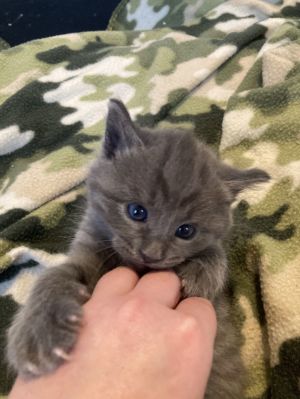 sib Allygator finch meepThis is a stunning litter of kittens - Allygator Finch Hippo and Meep 