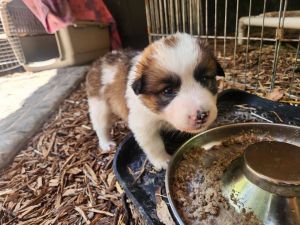 Border CollieGreat Pyrenees mix female puppyRose and her siblings were found as strays with mom Dai