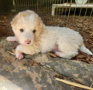 Border CollieGreat Pyrenees mix male puppyChrysanthemum aka Chrys and his siblings were found as 
