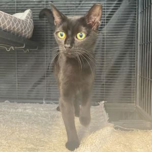 Gabbana, Young Female Domestic Short Hair