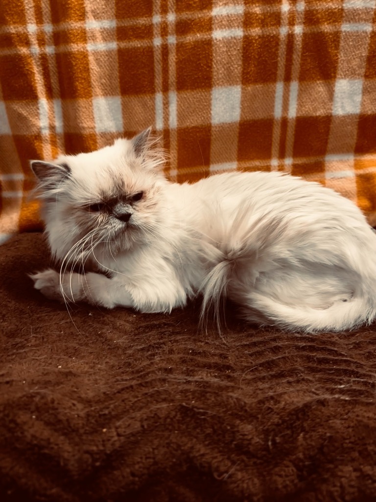 Suzy, an adoptable Persian in Lemoore, CA, 93245 | Photo Image 1