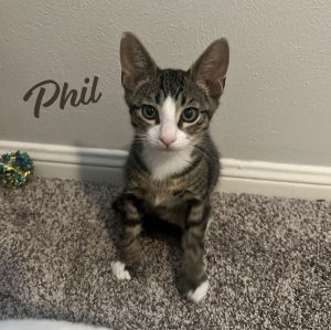 FELINE TORNADO DOB 31525 Hey there everyone Im Phil a sweet playful and energetic brown tabb