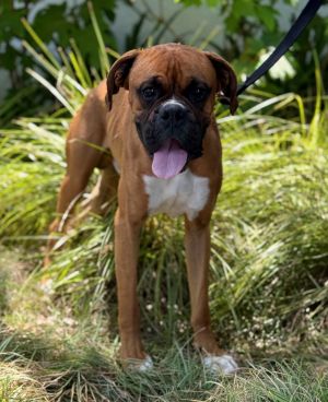 All of our dogs are spayedneutered shots current DHPP Bordetella and Rabies where applicable d