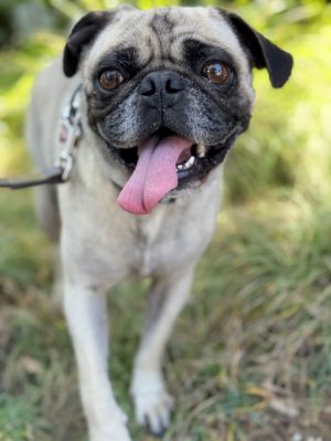 All of our dogs are spayedneutered shots current DHPP Bordetella and Rabies where applicable d